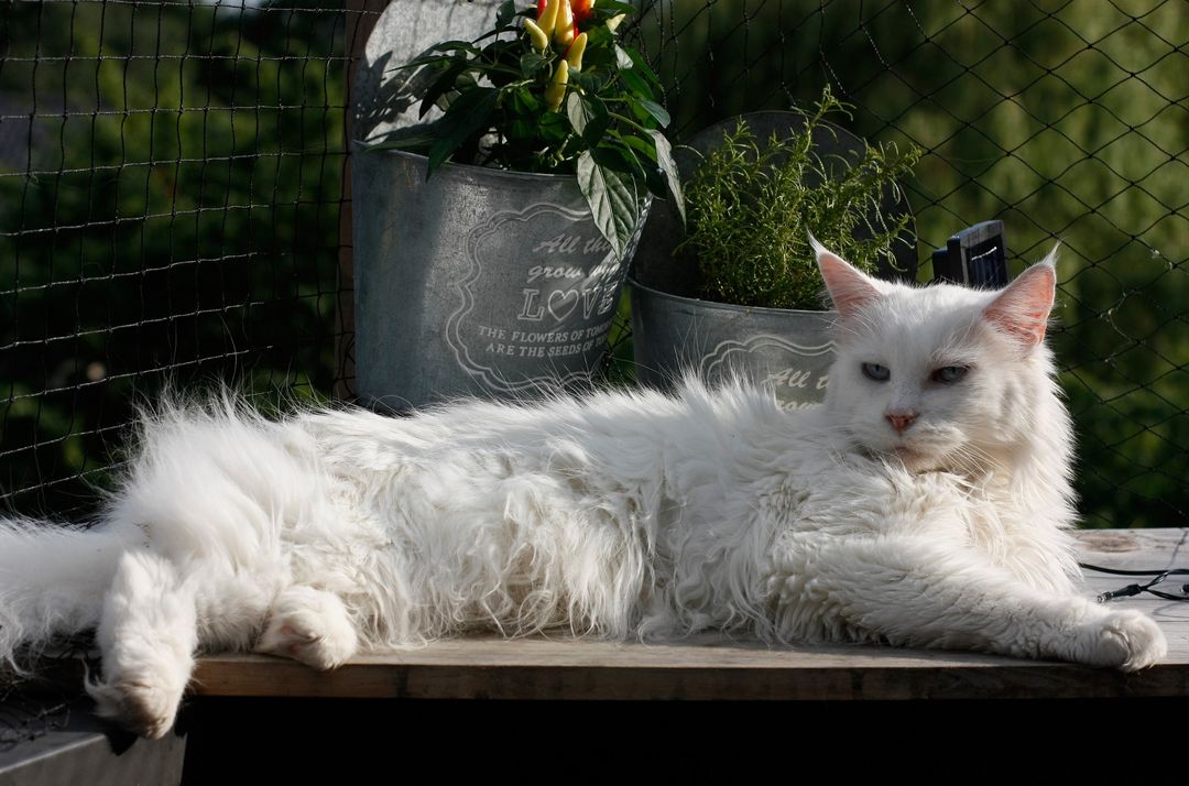Maine Coon blanc à poil long couché sur le flanc, dans une position détendue